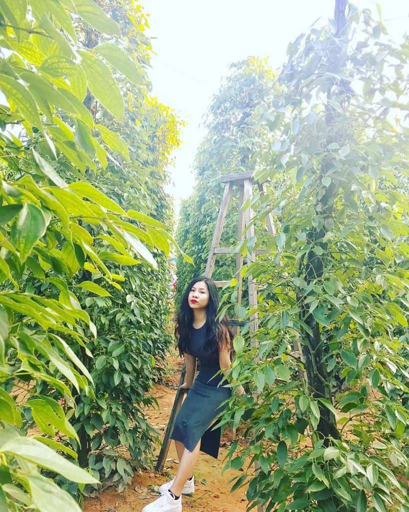 Kinh nghiệm du lịch Phú Quốc tất tần tật trãi nghiệm hưởng thụ tốt nhất 22 kinh nghiệm đi phú quốc-vườn tiêu khu tượng